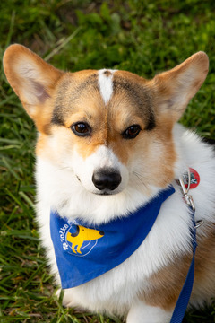 Pasji športni dan_6. 8. 2025 (40)